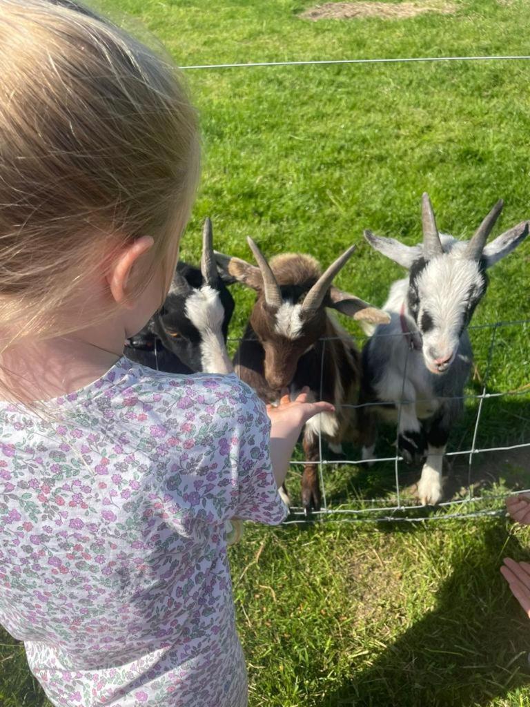 FAIRVIEW FARM Holiday Accommodation 14 Luxury Lodges, Cabins, Dog Friendly, Suitable for Couples, Families and Groups, Wedding Guests , Corporate events, Sleeps 2-65 guests in Ravenshead, Nottingham near Sherwood Forest, set in 88 acres