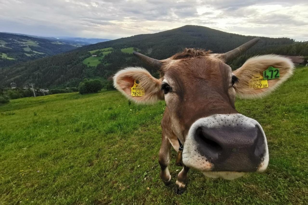 Alpengasthof Fernblick