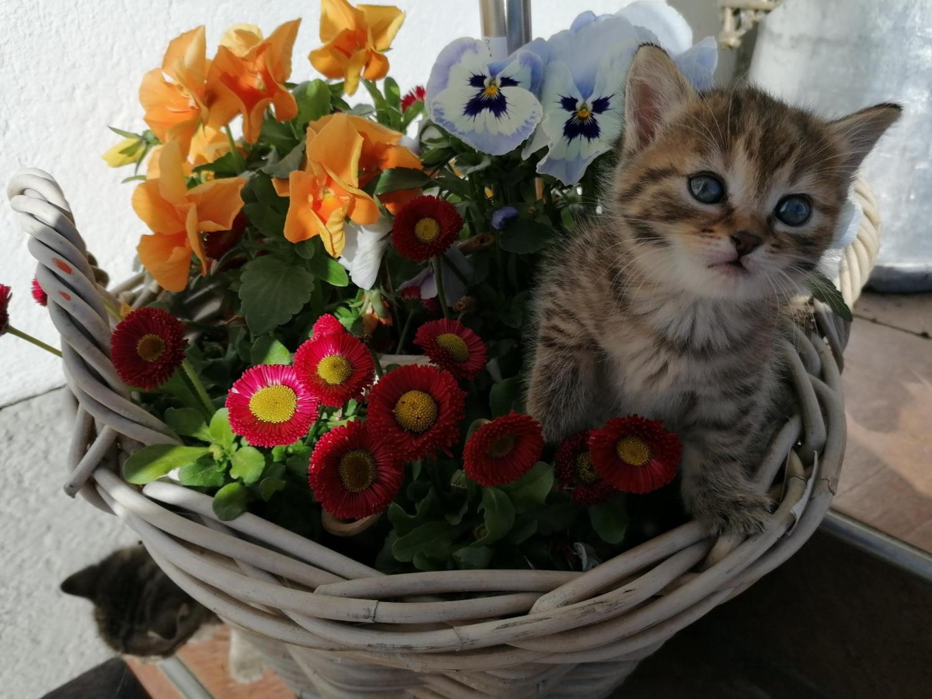 Alpengasthof Fernblick