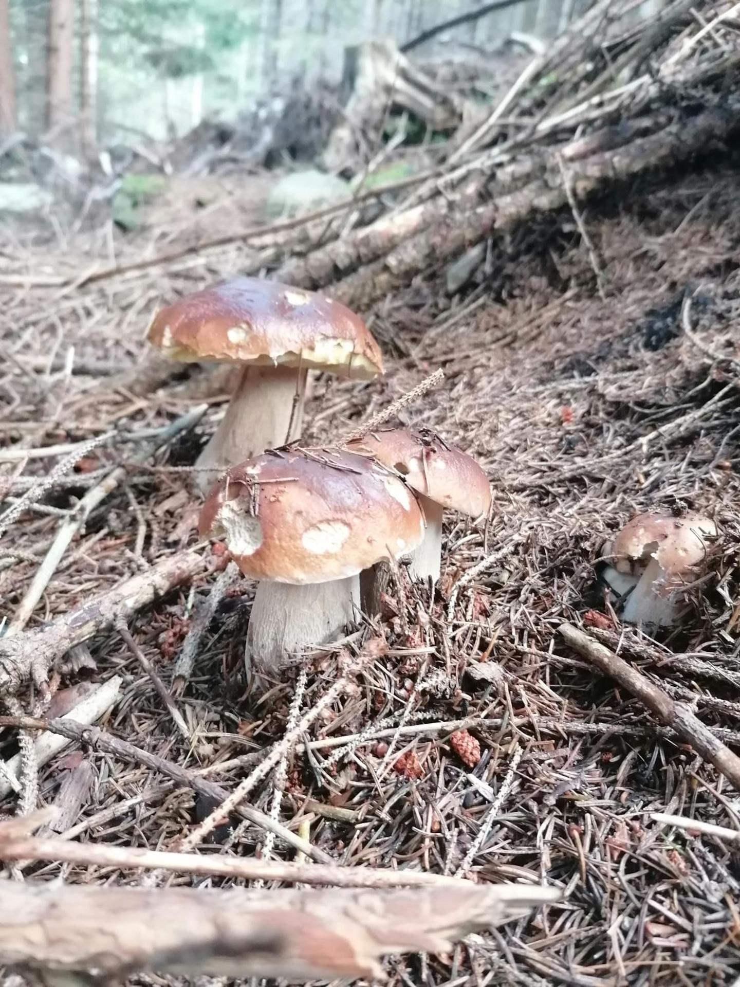 Alpengasthof Fernblick