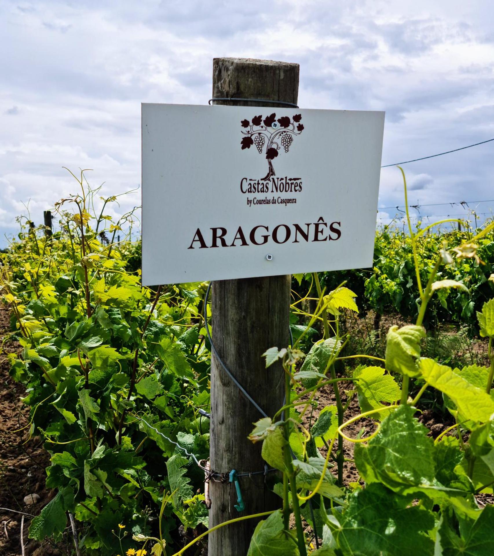 Logo/Certificate/Sign