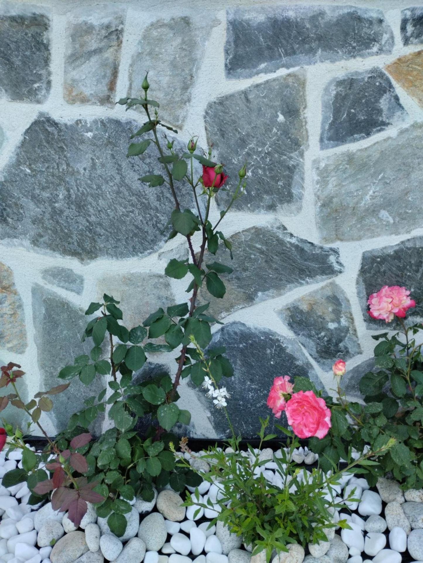 Thanos ,Rooms and Apartments