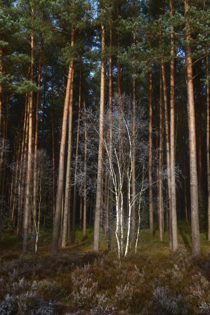 Ferienwohnung Niemann in Lutterloh