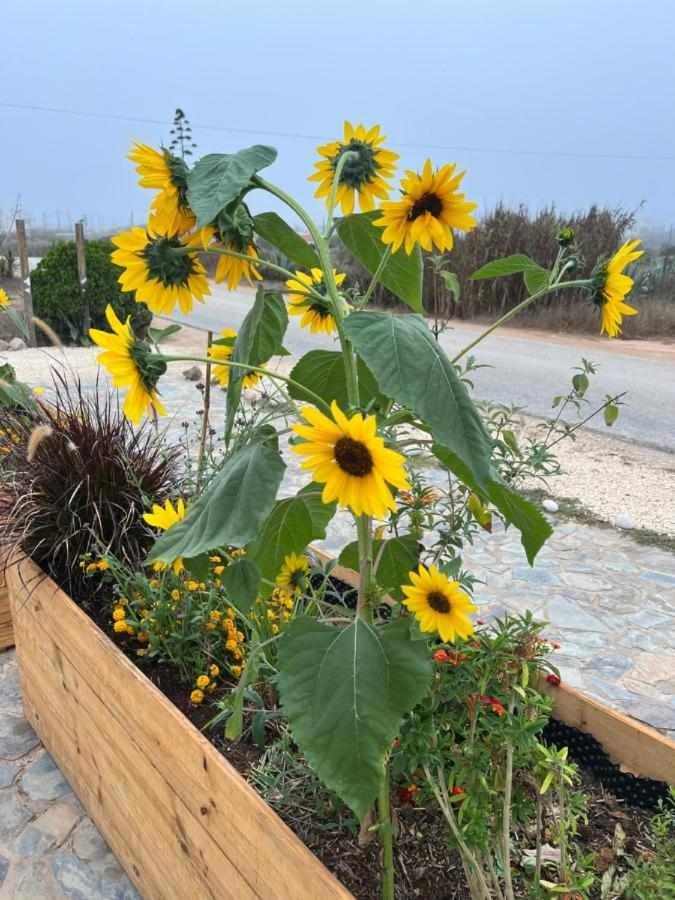 Casa Presente Guesthouse