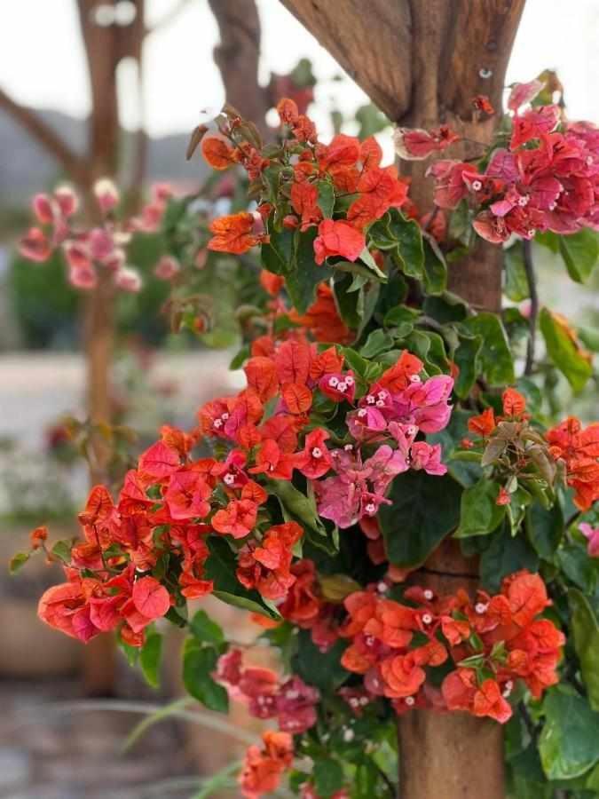 Casa Presente Guesthouse