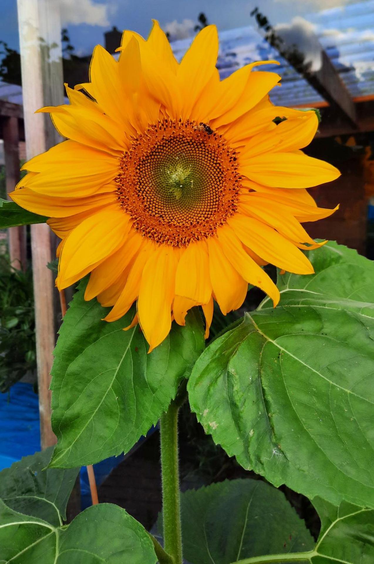 bijzondere studio op unieke, rustige locatie