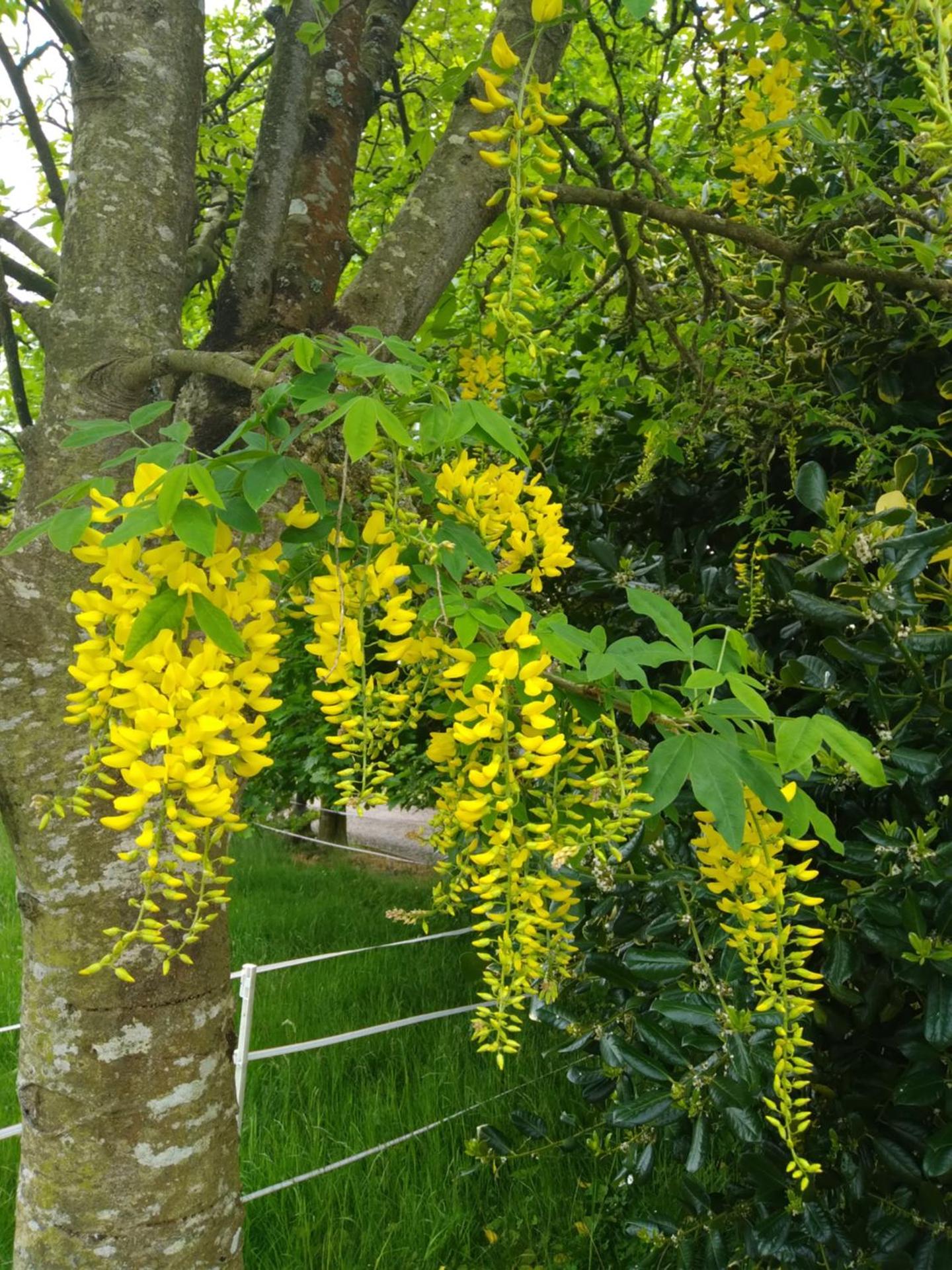 The Wandering Donkey Guest House