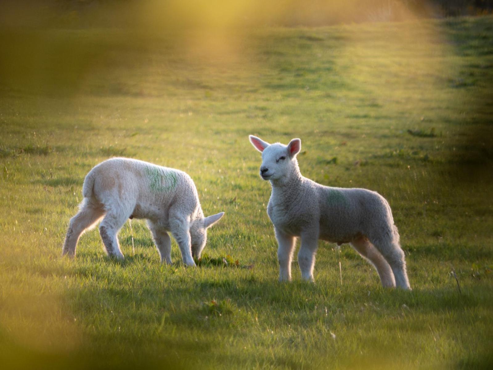 Self-Catering Suite in rural guest house 10 min to Islay Ferry Terminal