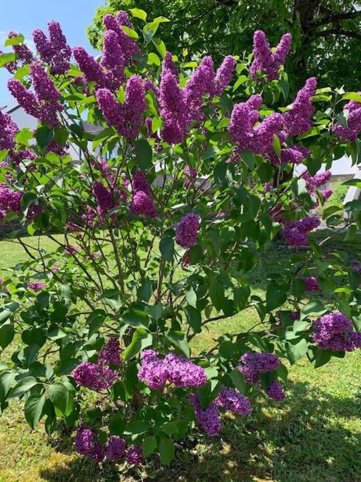 Appartement au centre d'une ville historique.