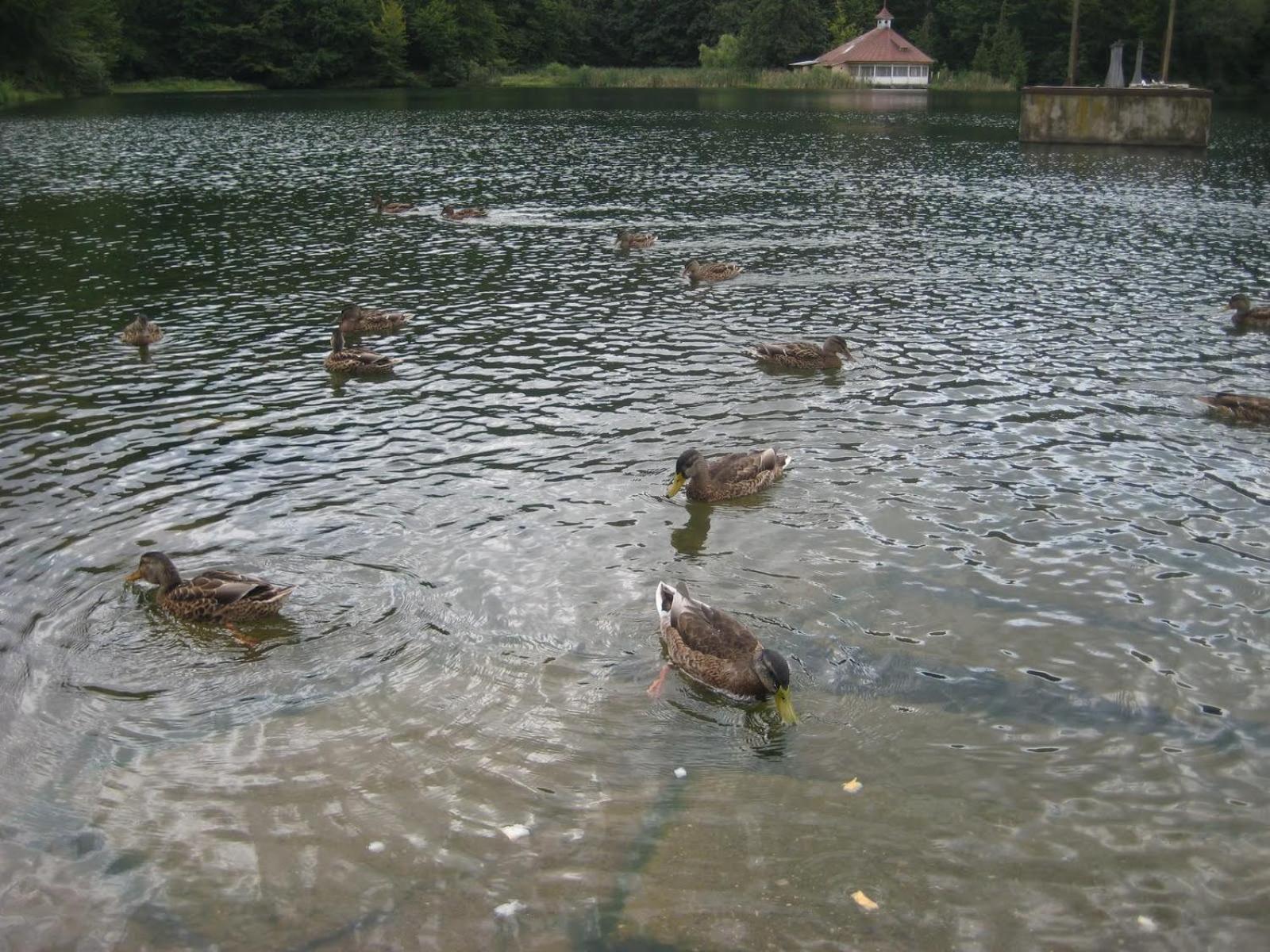 Casa de vacanta Mogosa