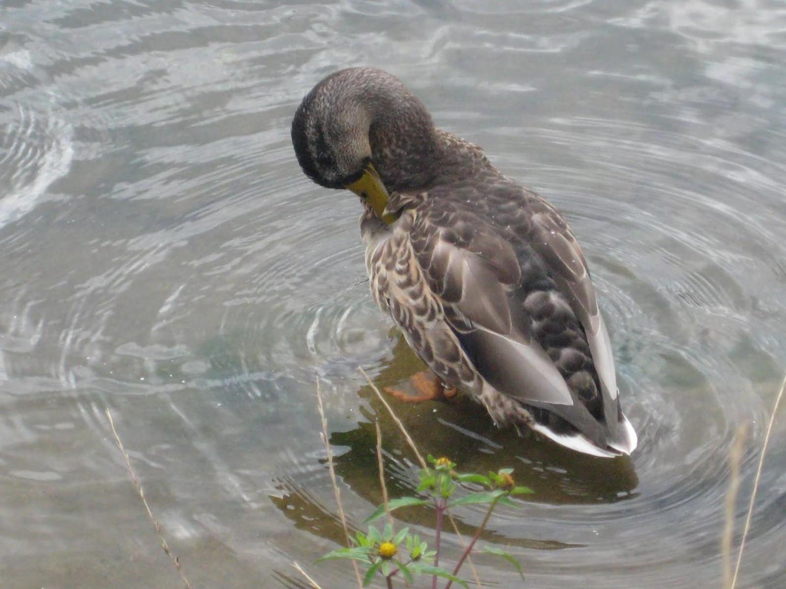 Casa de vacanta Mogosa