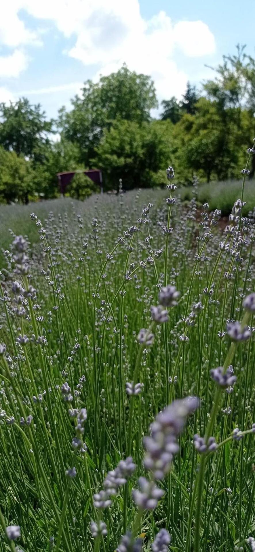 Casa rurală cu livadă LavAndra