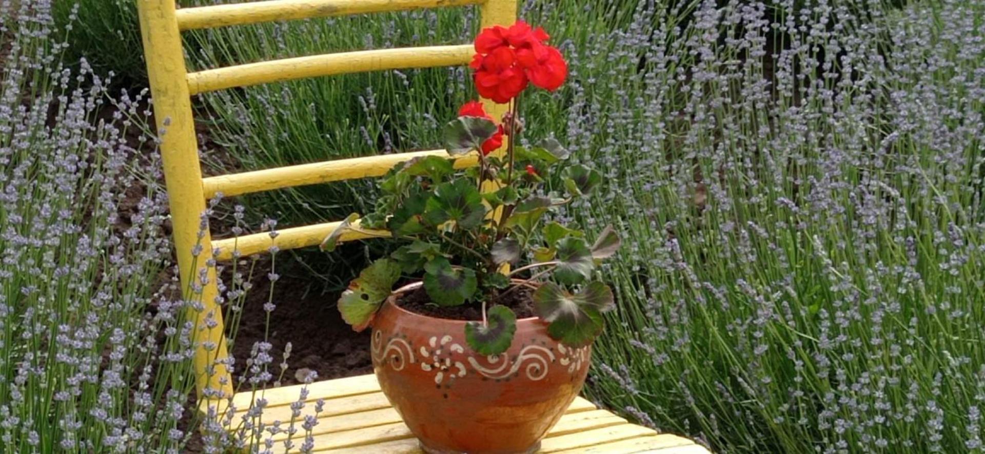 Casa rurală cu livadă LavAndra