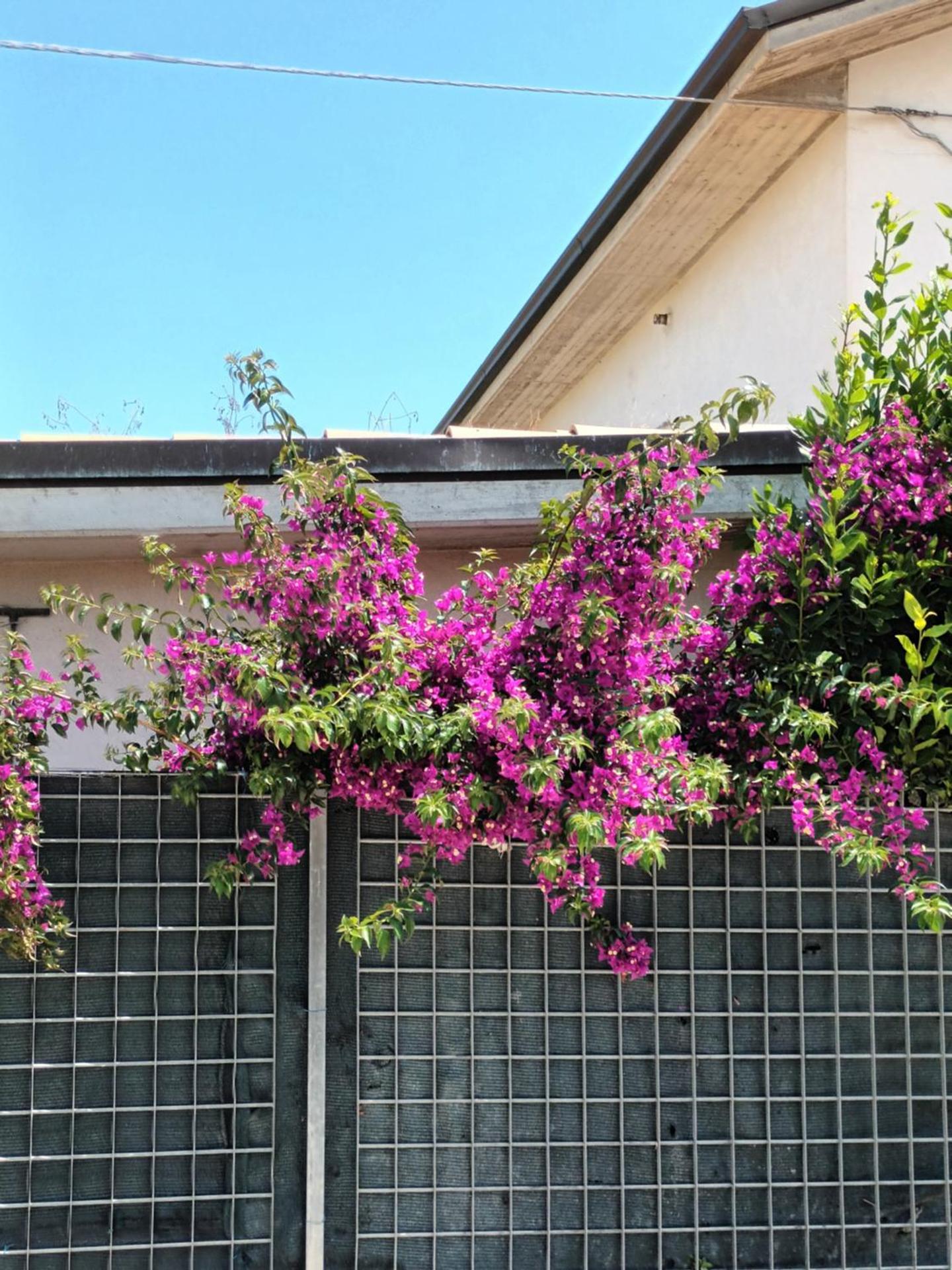 Bouganville A apartament B&B