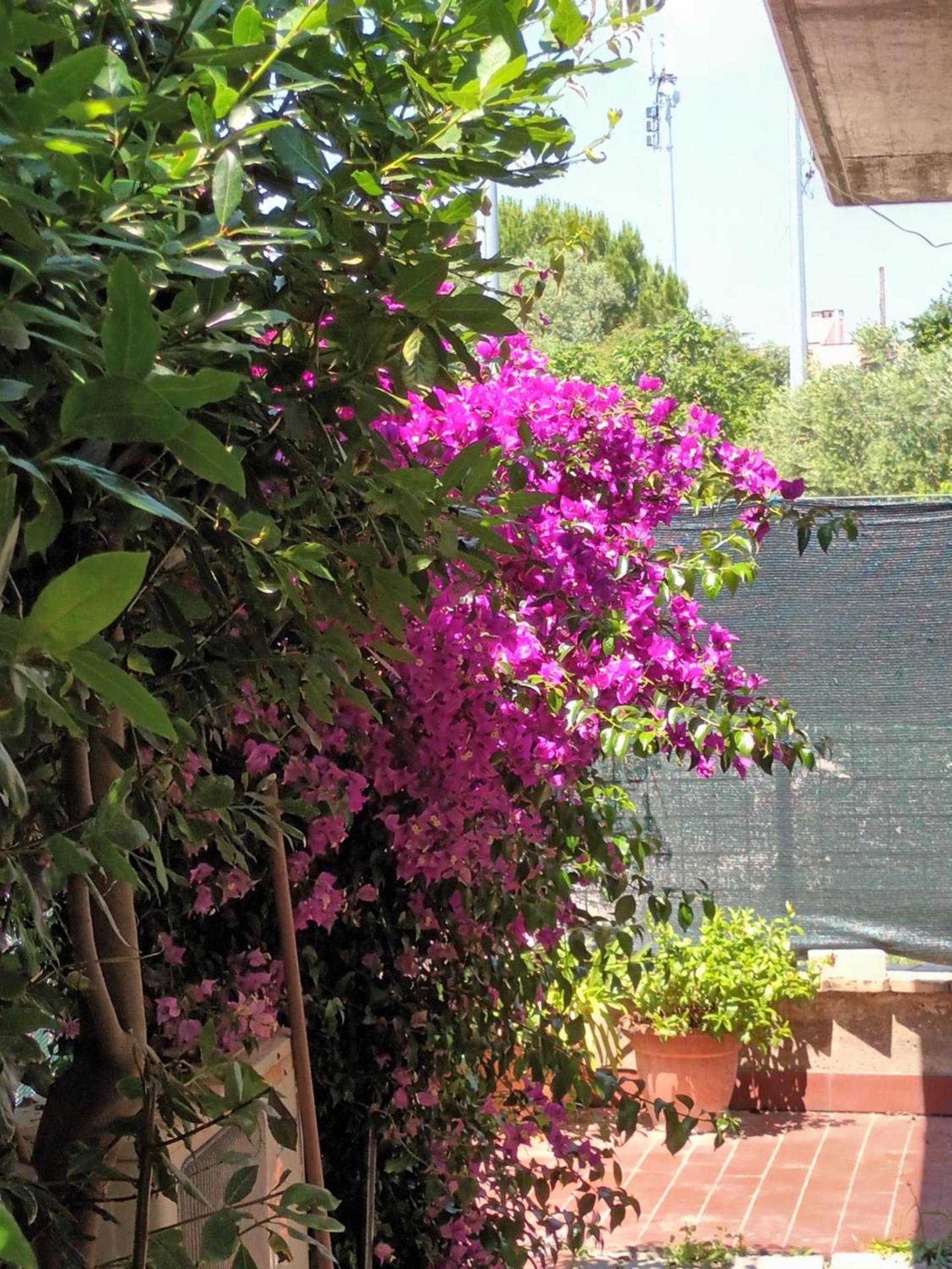 Bouganville A apartament B&B