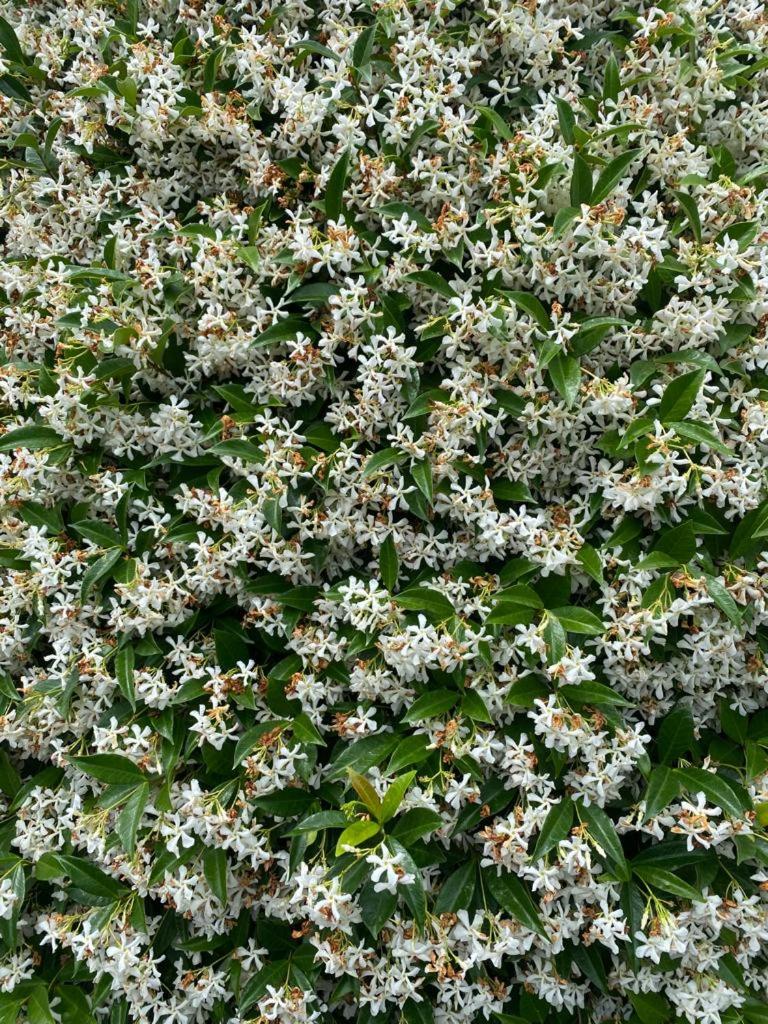 B&B Profumo Di Gelsomino