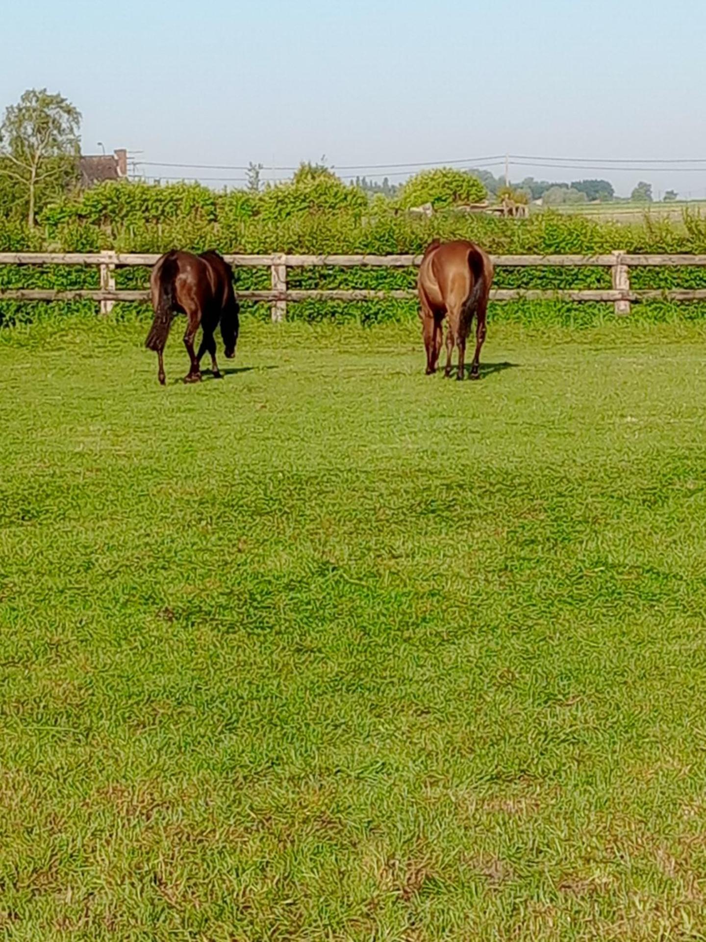 't Zuden van Aertrycke
