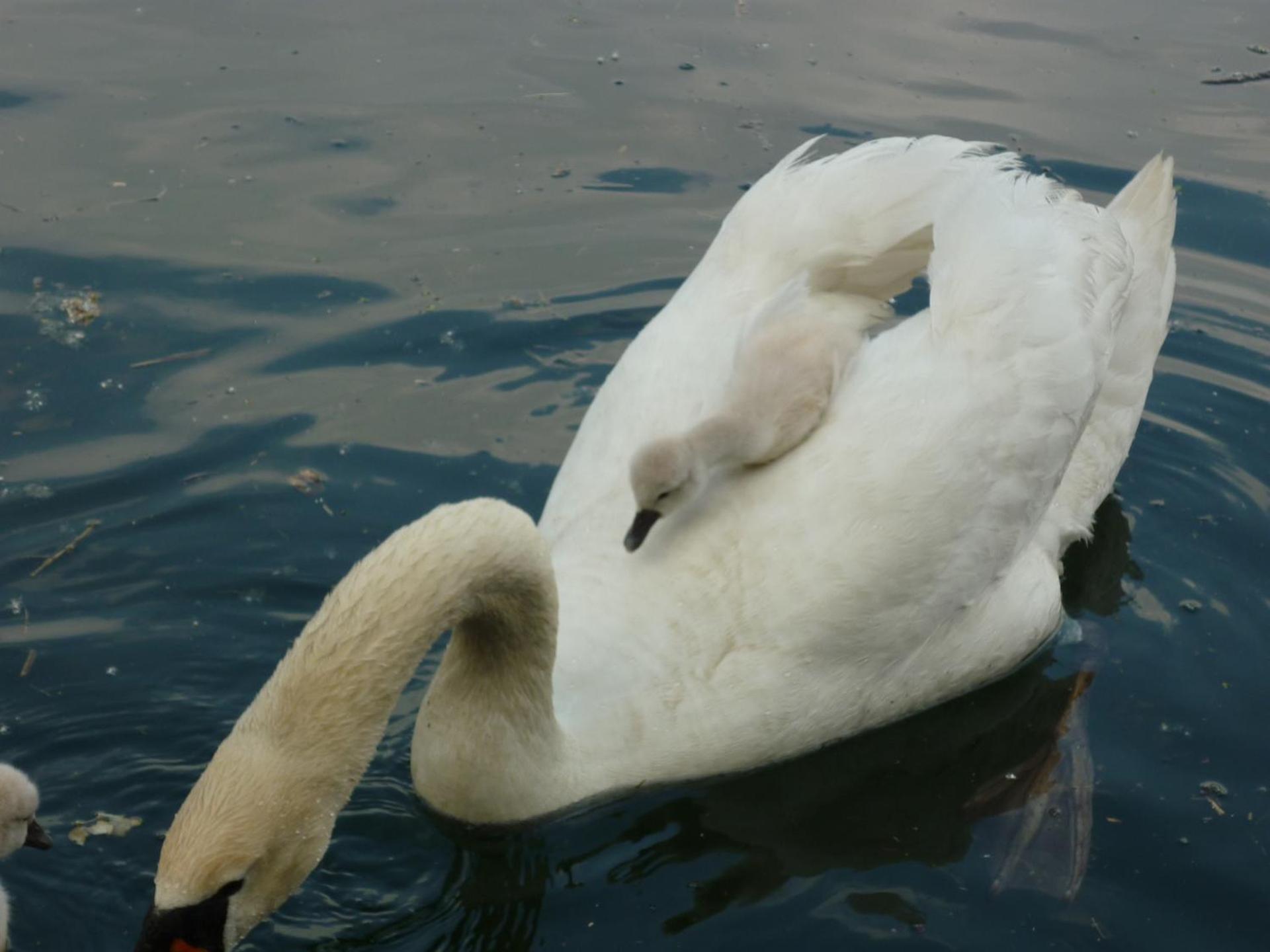 AU PETIT CANAL DE COLMAR 1