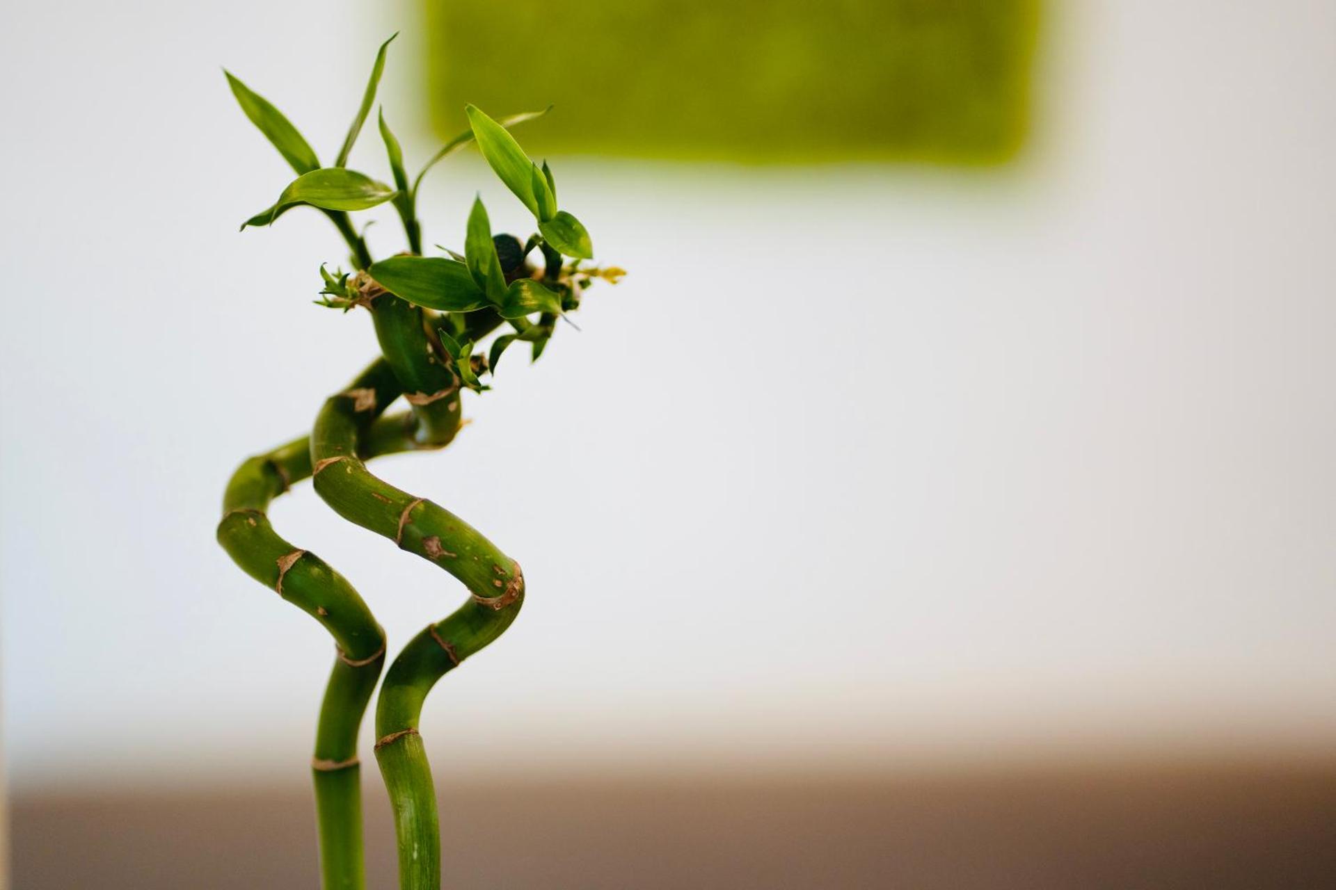 PLANT HOUSE Roma Eur