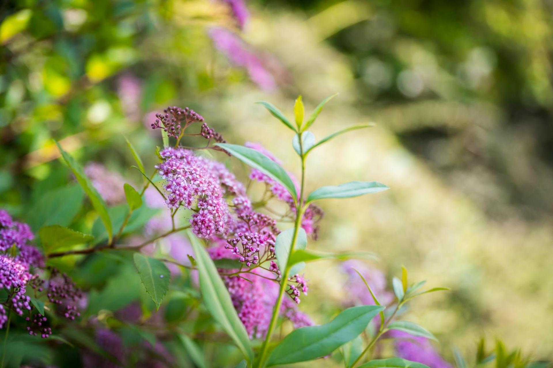 MOOKI Lake Apartment Ossiacher See&Gerlitzen