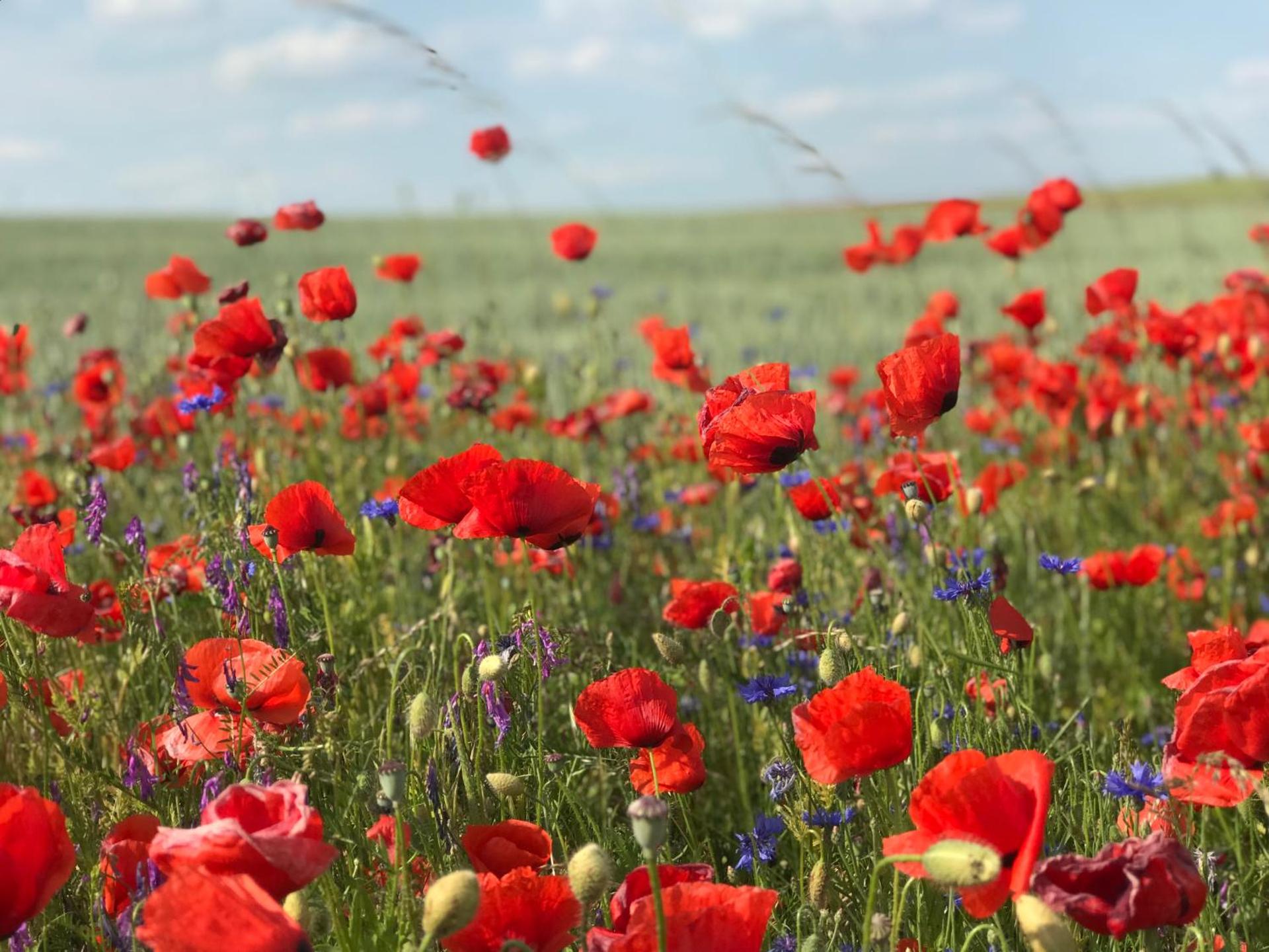 Ferienwohnung in Schmargendorf bei Angermünde