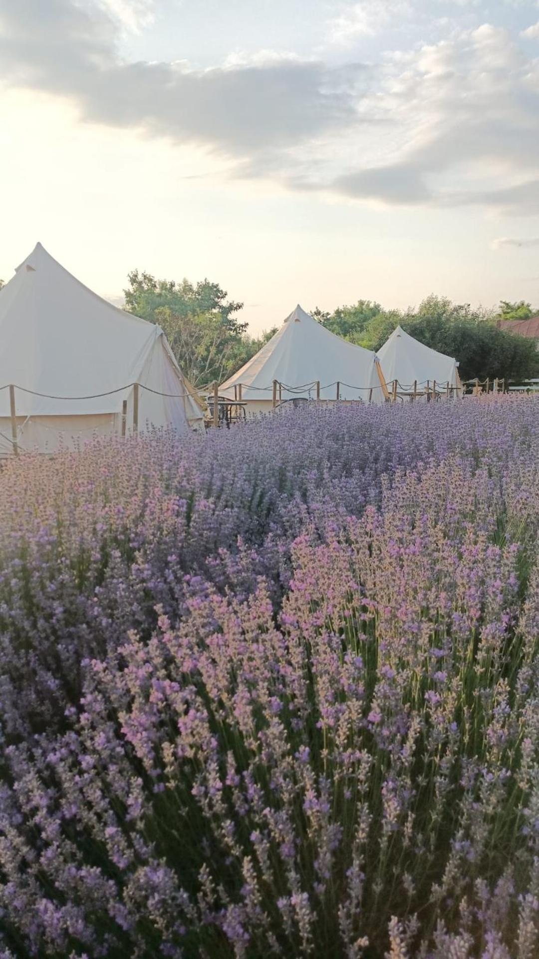 Grădina Magică a Lavandei Glamping