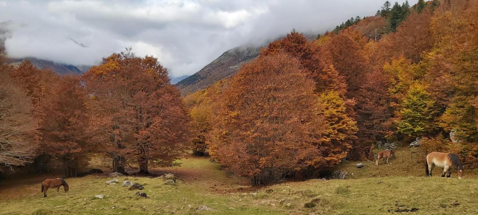 Apartamento Riglos Candanchu