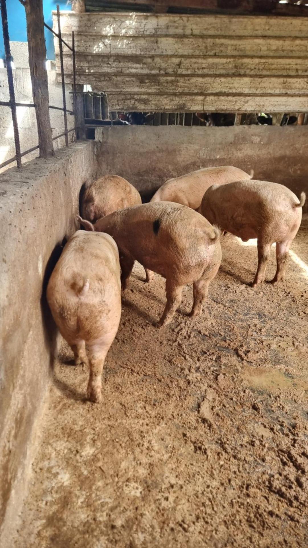 Le colonne di cesare