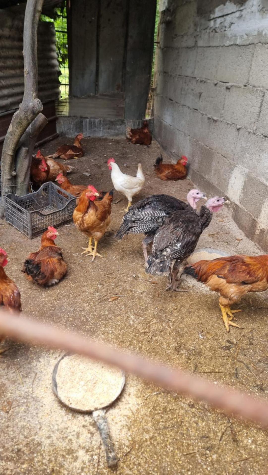 Le colonne di cesare