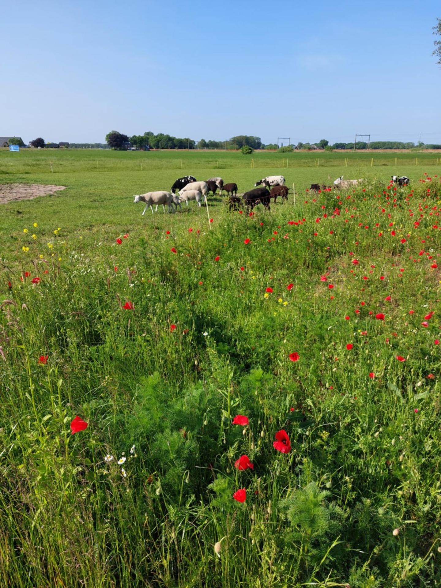 Boerderijkamer de Hooizolder