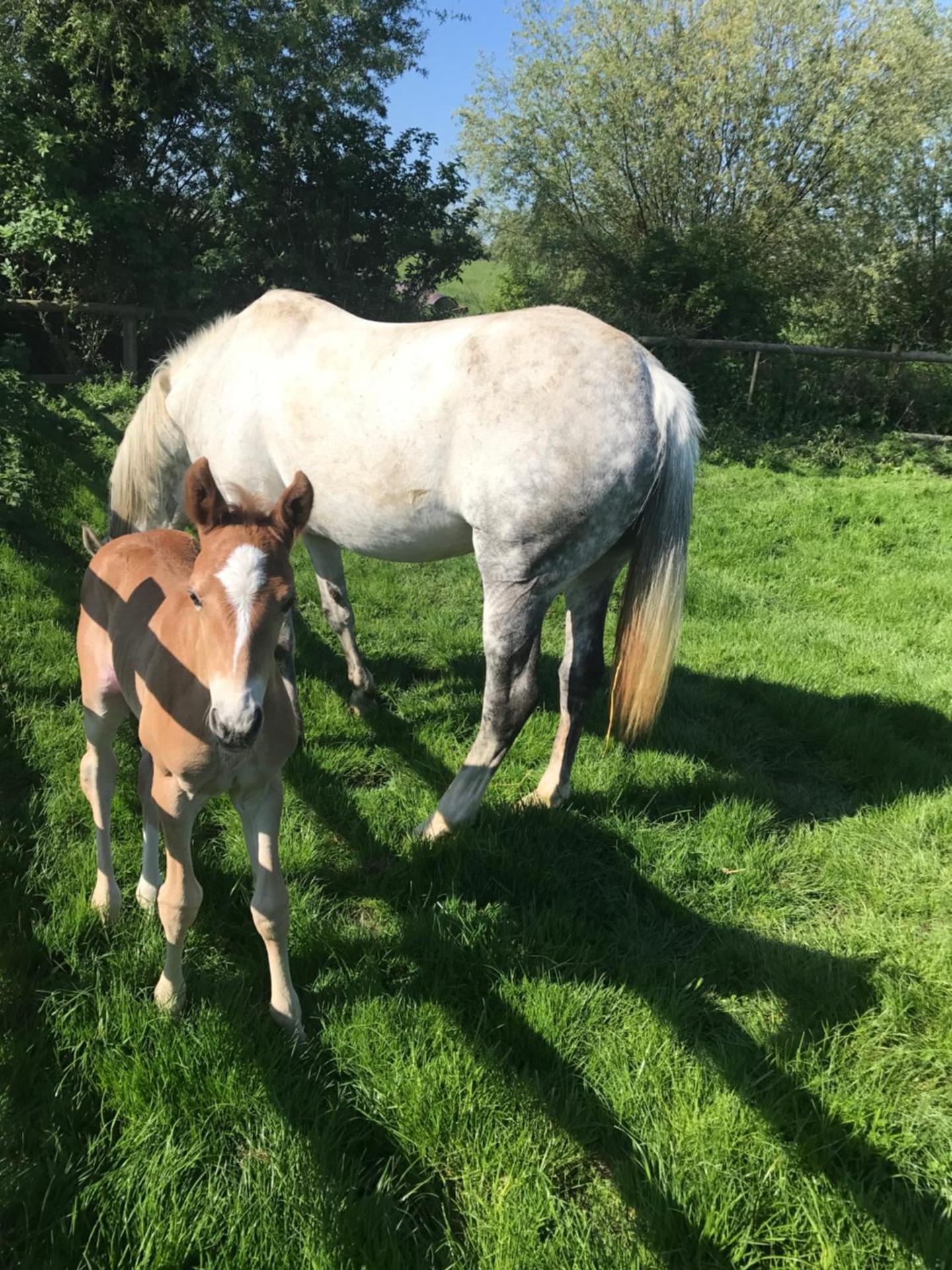 Boddingtons Barn @ Norton Grounds