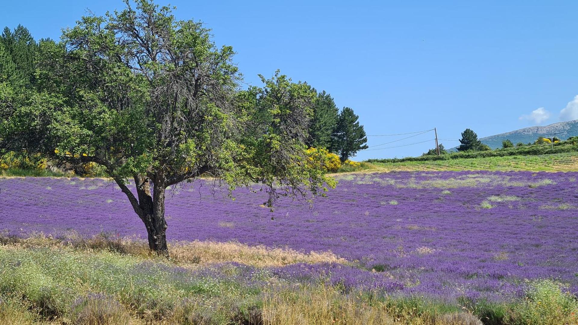 La Petite Reine Du Ventoux