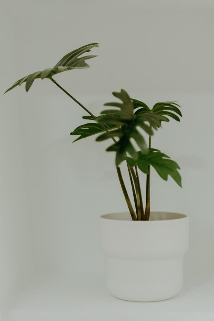 Vimar Algarrobo Costa