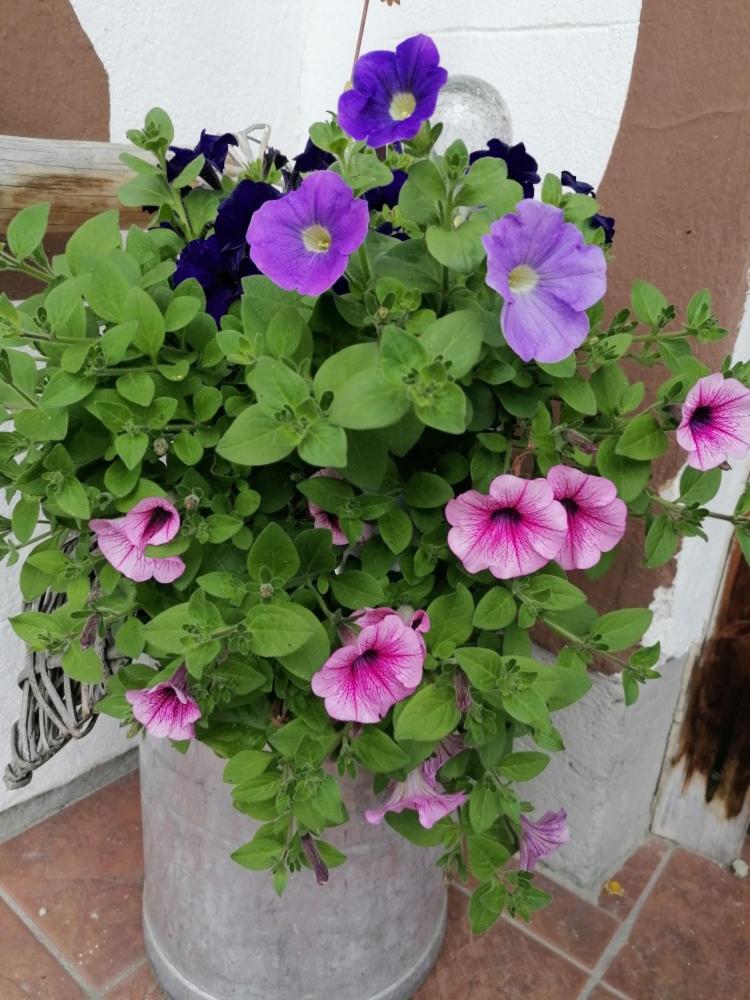 Alpengasthof Fernblick