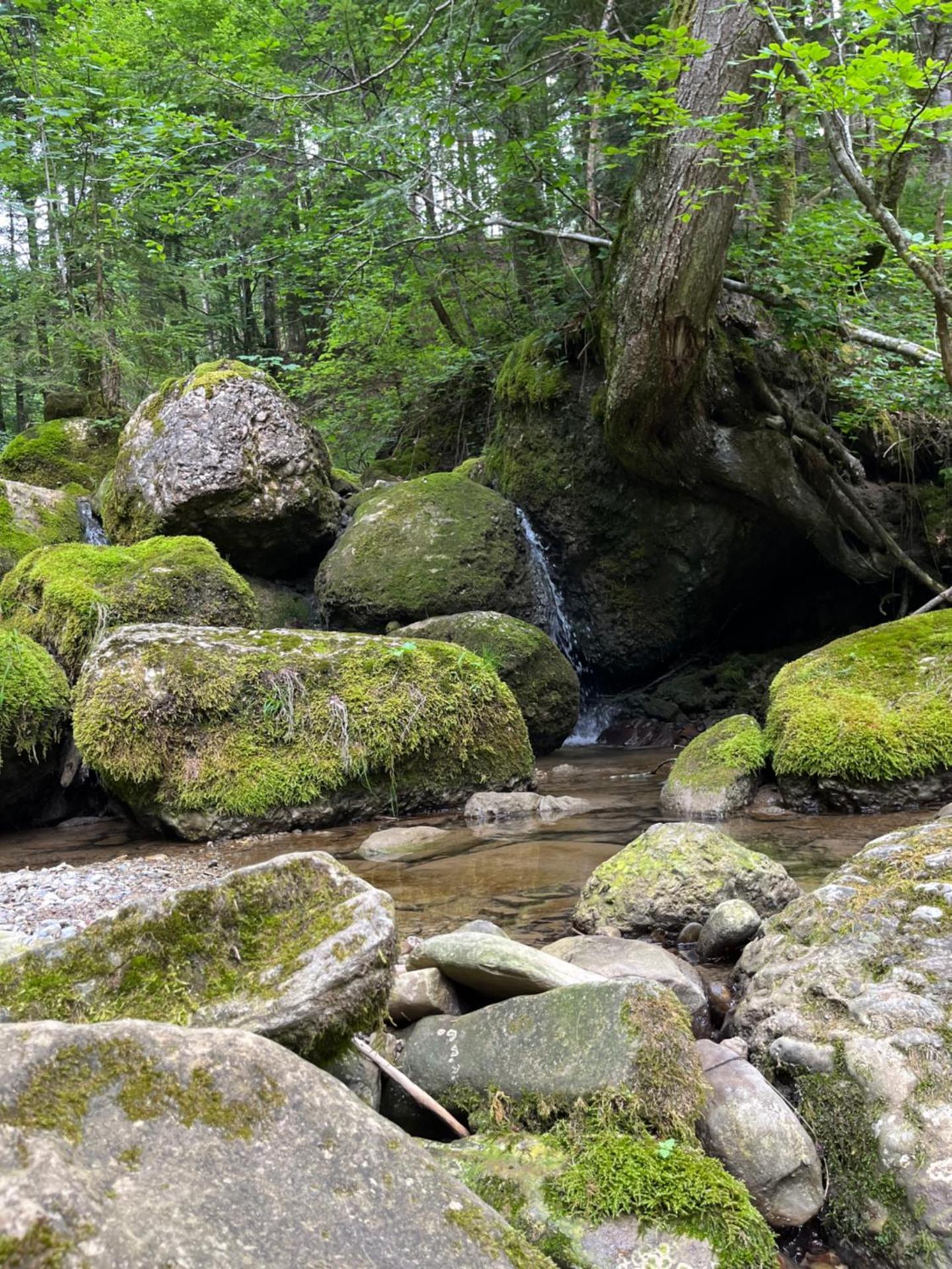 Ferienwohnung Schönenbühl