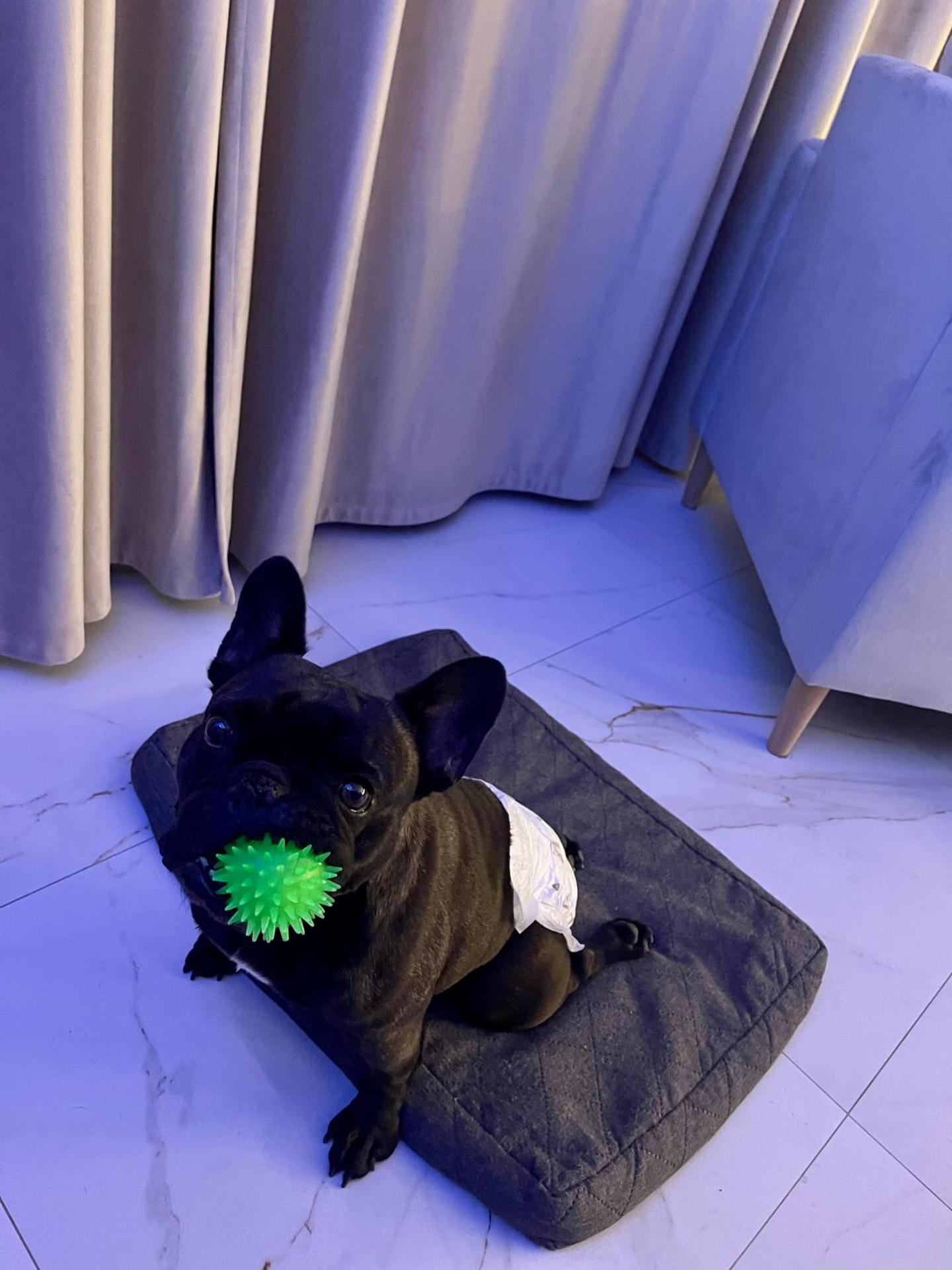 Apartamenty Modrzewiowa Zator