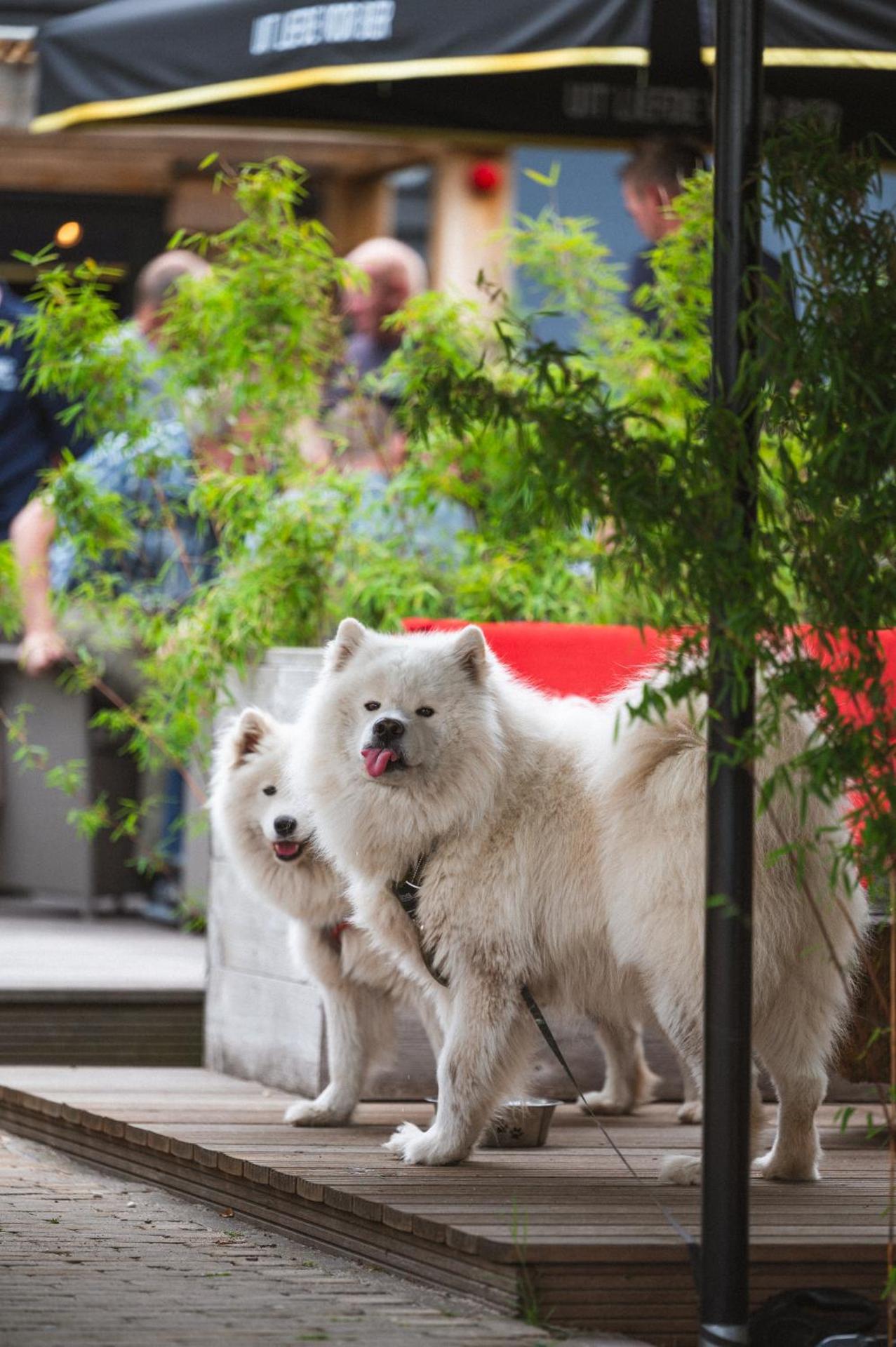 Hotel Restaurant D'n Dries