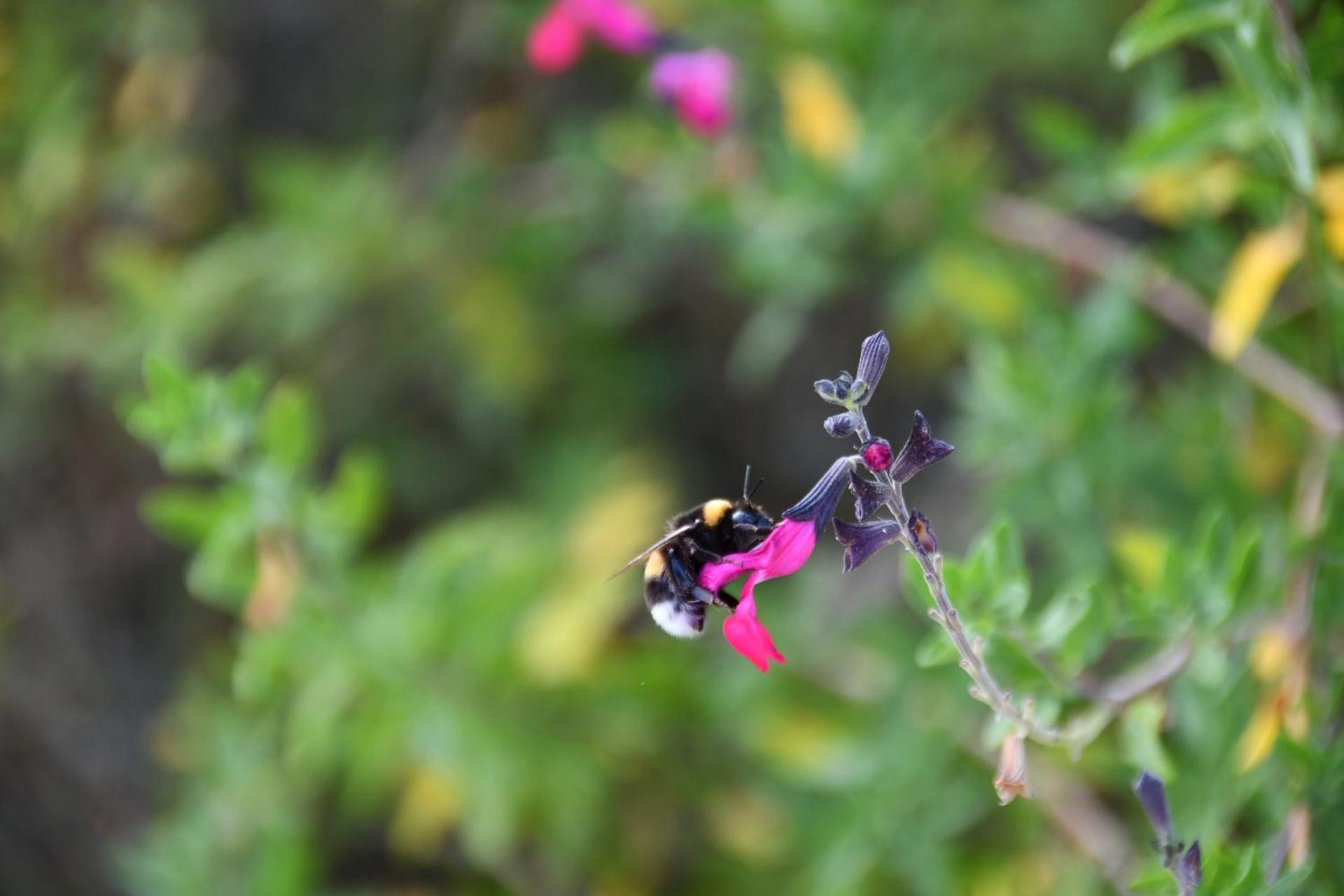 Mas La Belle Ambroise - Chambres d'hôtes et Gîte