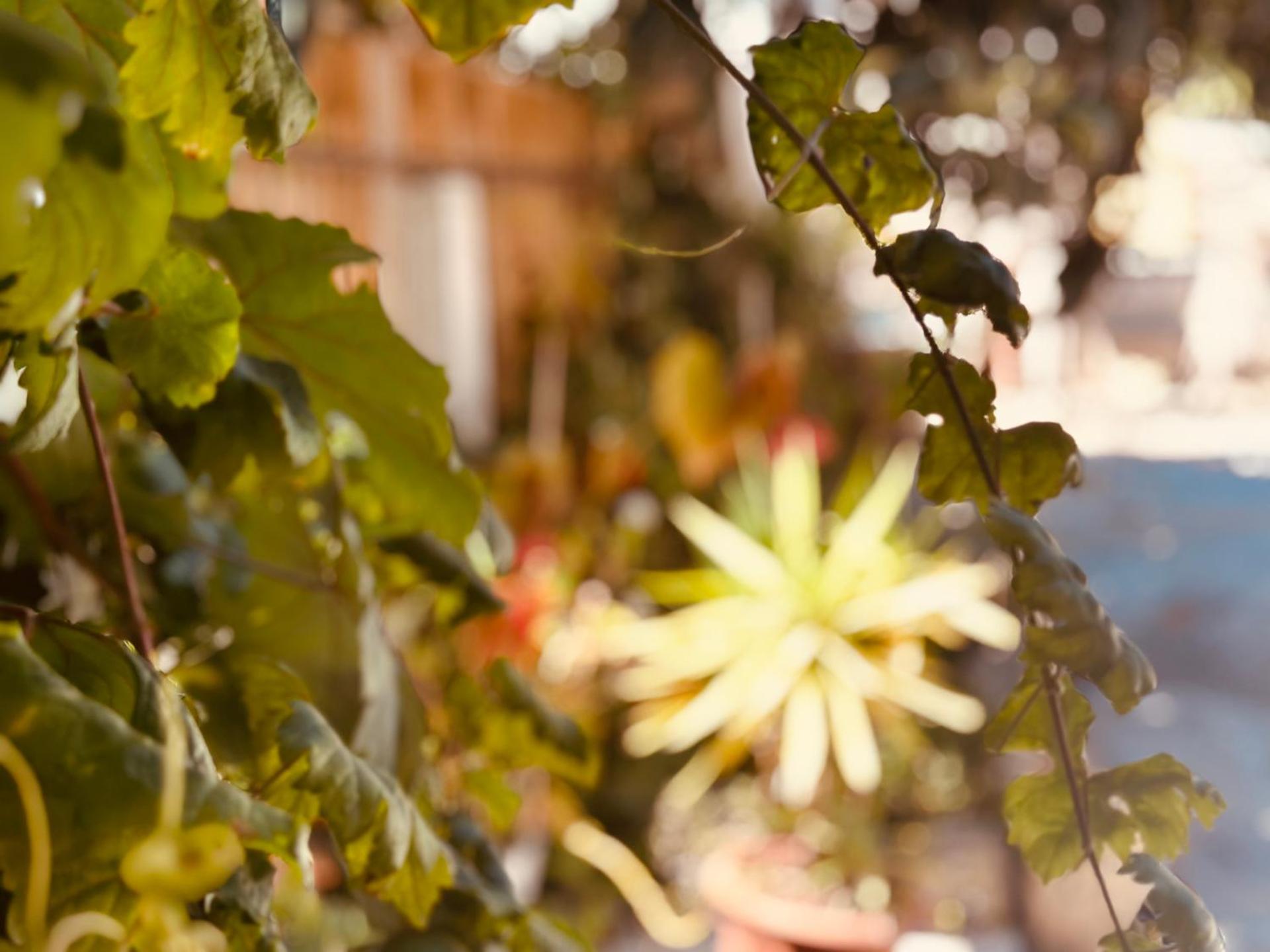 Casa Rico Frade Garden