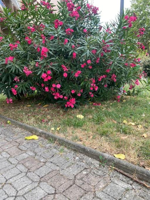 Ramonville parking Privé balcon café