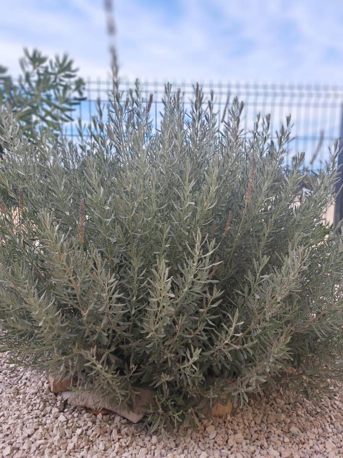 Apartment Vuletic, Ždrelac Pašman