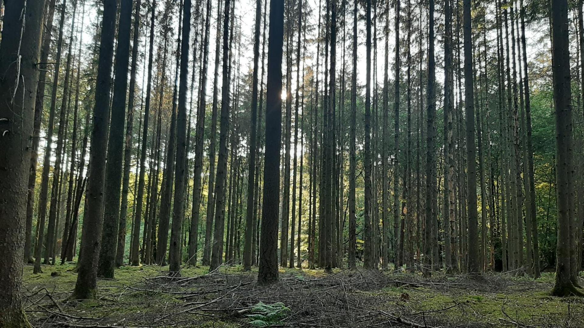 Tiny Gaumaise - Tiny house à Saint-leger