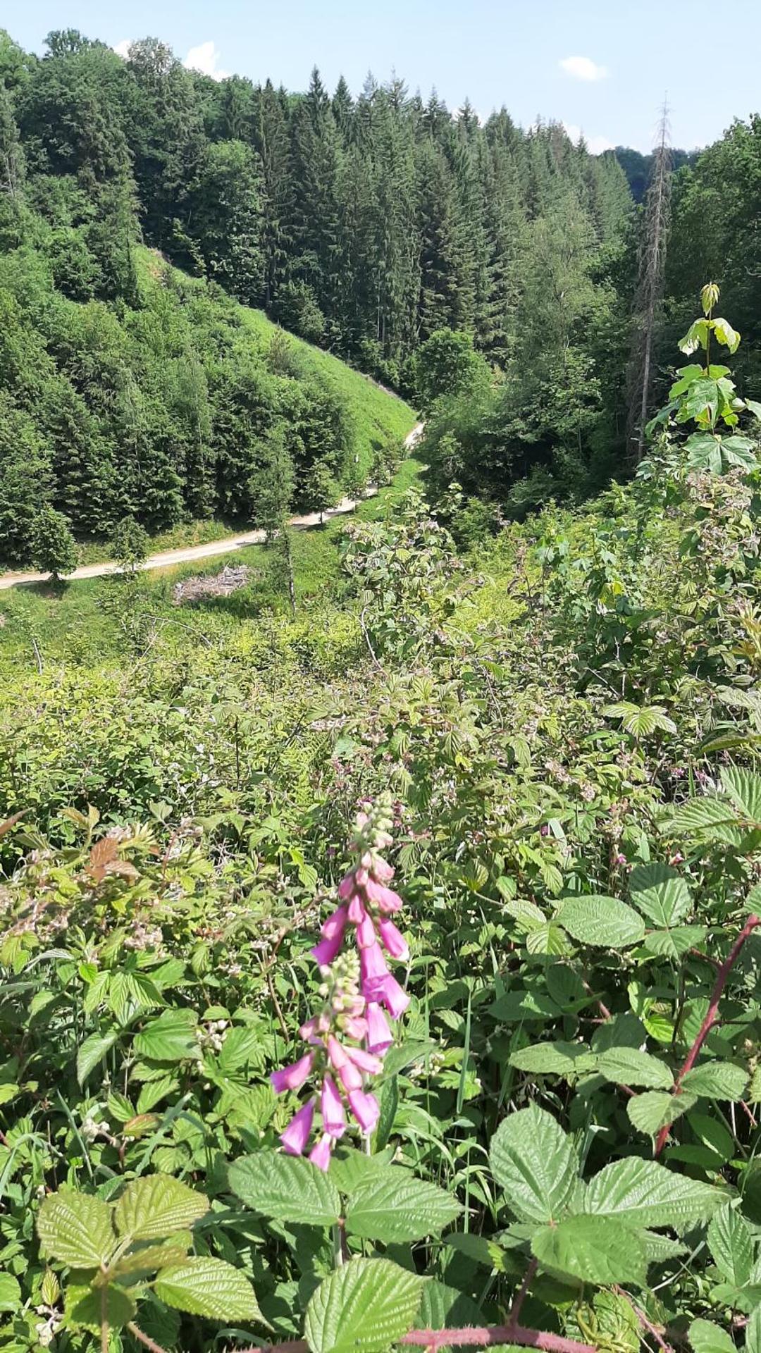 Tiny Gaumaise - Tiny house à Saint-leger