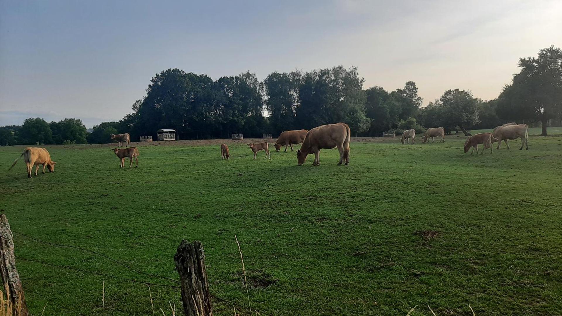 Tiny Gaumaise - Tiny house à Saint-leger