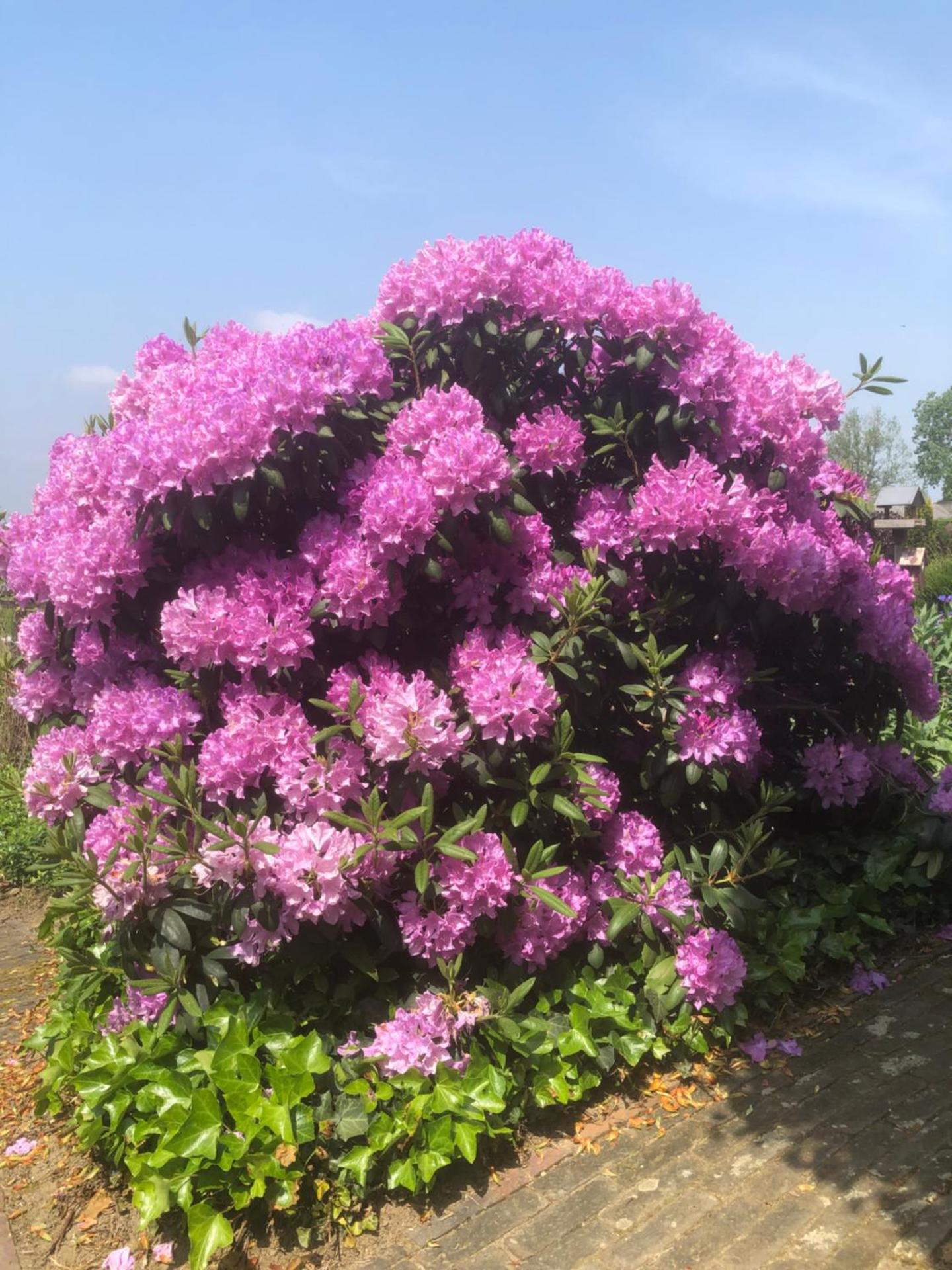 Laaker Villa nearby outlet Roermond