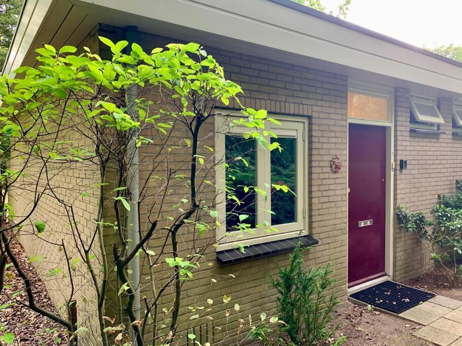 Sluwe Vos: ontspannen in het bos!