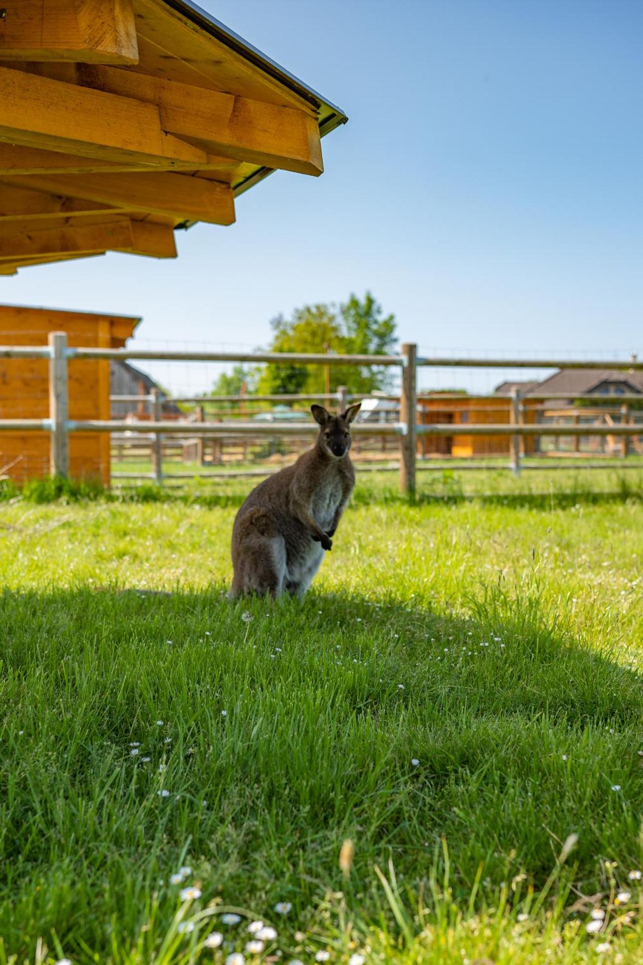 Wellness zoo apartmány Lhota