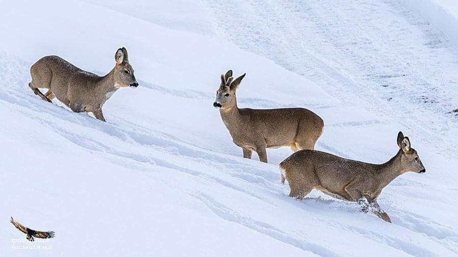 Ferienwohnung Talhaus