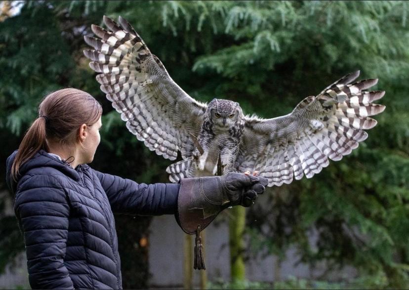 Bird House - Sleep with the Owls!