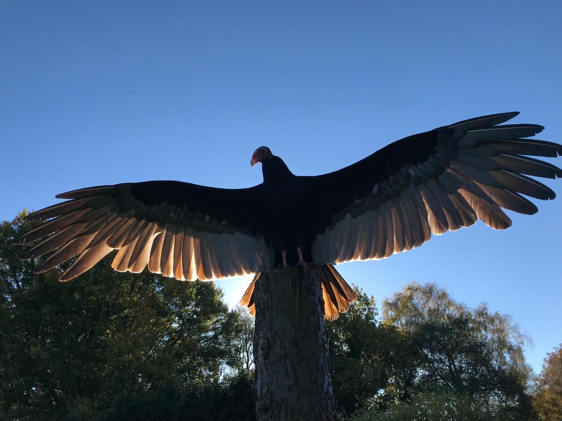 Bird House - Sleep with the Owls!